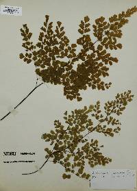 Adiantum raddianum image