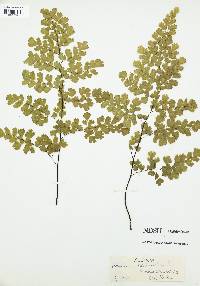 Adiantum raddianum image