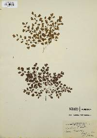 Adiantum raddianum image