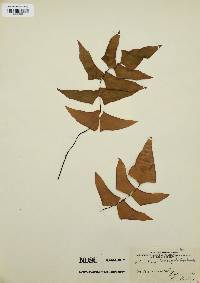 Adiantum macrophyllum image