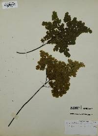 Adiantum raddianum image