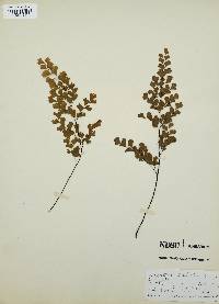 Adiantum capillus-veneris image