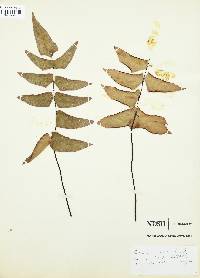 Adiantum macrophyllum image