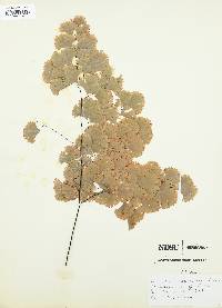 Adiantum tenerum image