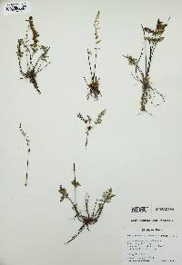 Myriopteris alabamensis image