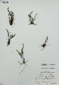 Myriopteris alabamensis image