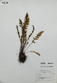 Myriopteris rufa image