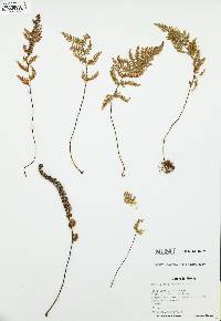 Myriopteris wootonii image