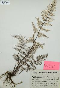 Aleuritopteris farinosa image