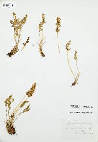 Cryptogramma acrostichoides image