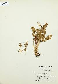 Cryptogramma acrostichoides image