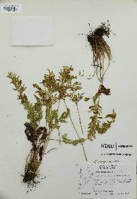 Cryptogramma acrostichoides image