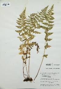 Cystopteris fragilis var. fragilis image
