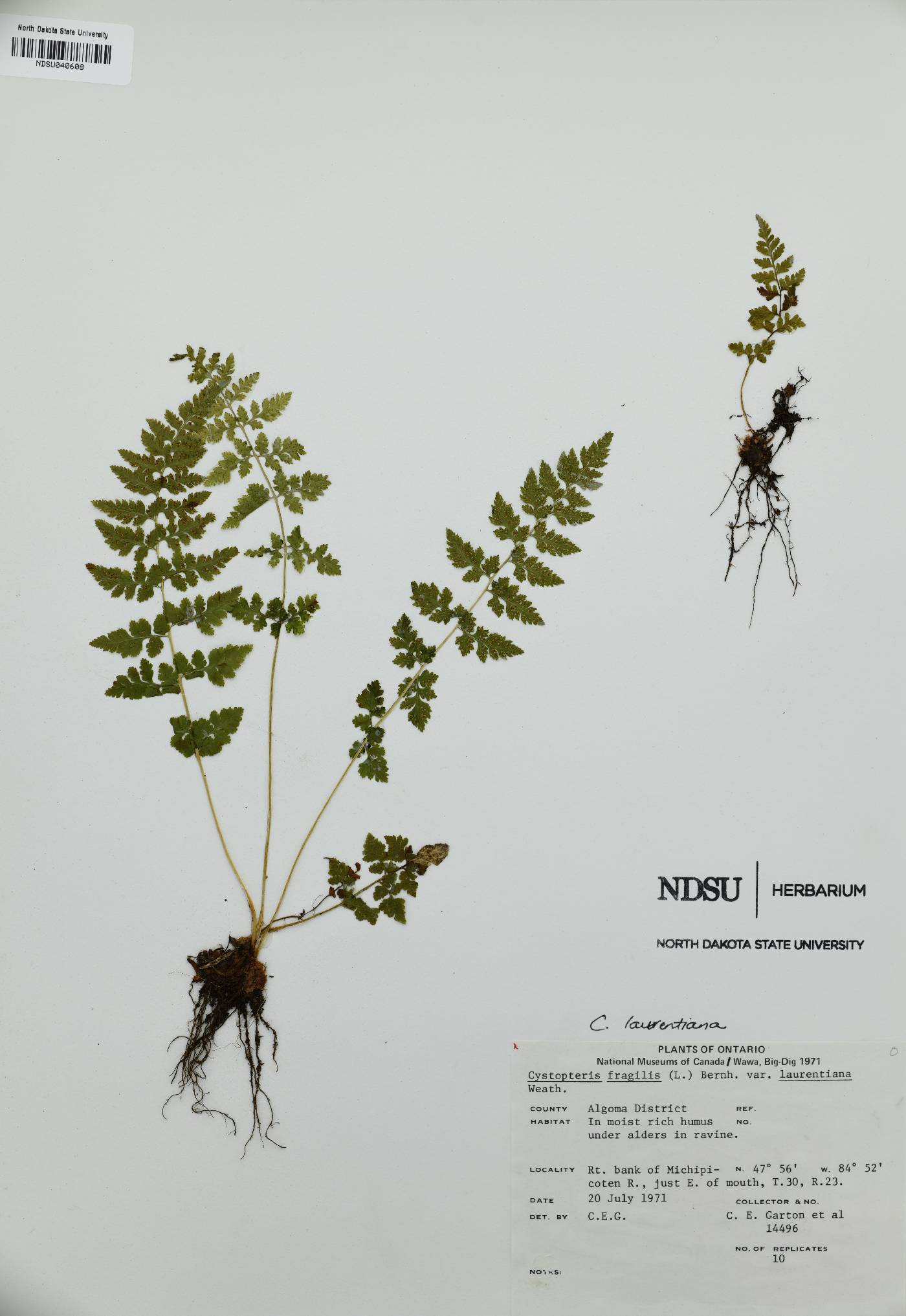 Cystopteris laurentiana image