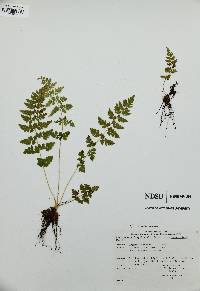 Cystopteris laurentiana image