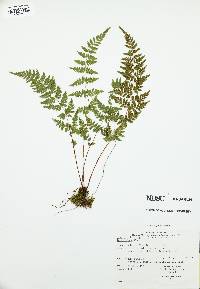 Cystopteris laurentiana image