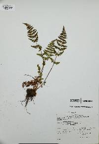 Cystopteris tenuis image