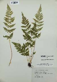 Cystopteris × tennesseensis image