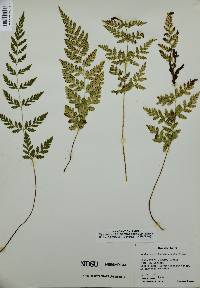 Cystopteris × tennesseensis image