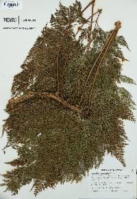 Davallia fejeensis image