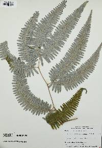 Dicranopteris pectinata image