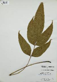 Diplazium bantamense image
