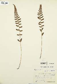 Deparia conilii image
