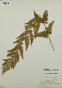 Dryopteris × boottii image