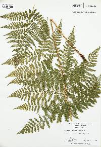 Dryopteris campyloptera image