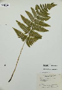 Dryopteris campyloptera image
