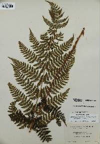 Dryopteris campyloptera image