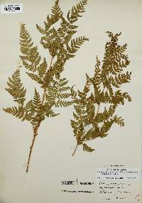 Dryopteris campyloptera image