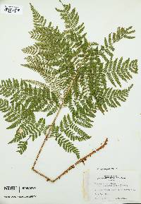 Dryopteris campyloptera image