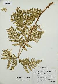 Dryopteris campyloptera image