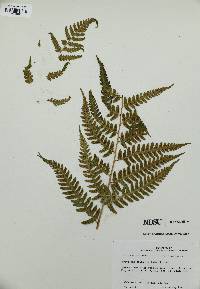 Dryopteris celsa image