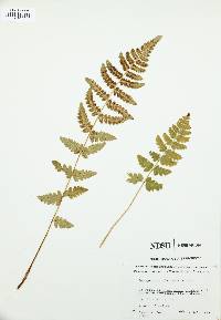 Dryopteris clintoniana image