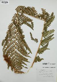 Dryopteris filix-mas image