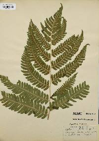 Dryopteris filix-mas image