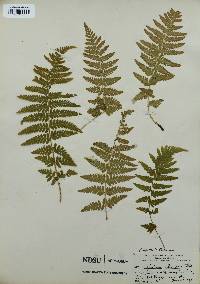 Dryopteris filix-mas image