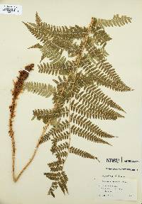 Dryopteris filix-mas image