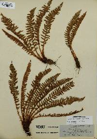 Dryopteris fragrans image