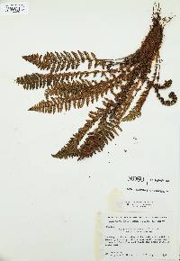 Dryopteris fragrans image