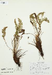 Dryopteris fragrans image