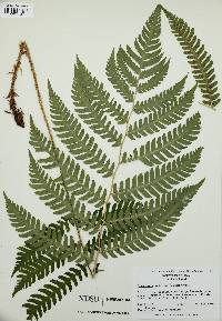 Dryopteris goldieana image