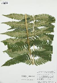 Dryopteris goldieana image