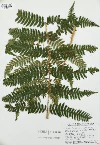 Dryopteris goldieana image
