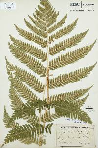 Dryopteris goldieana image