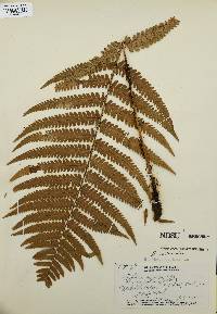 Dryopteris paleacea image