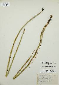 Equisetum × ferrissii image