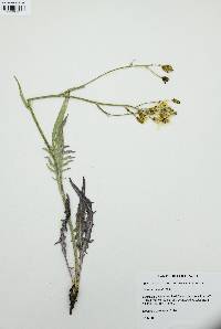 Crepis acuminata image